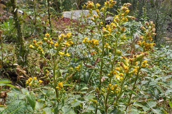 Cucullia (Cucullia) asteris, Noctuidae